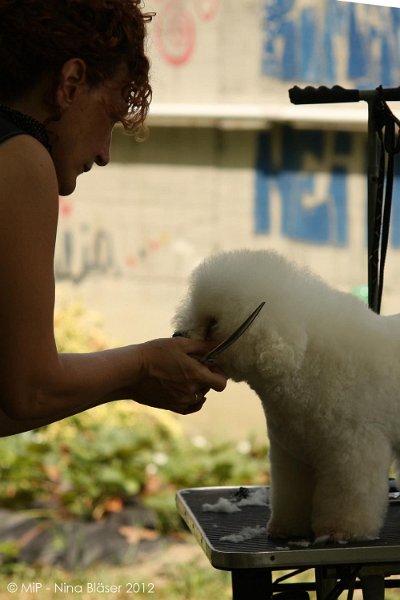 2012-07-01 B & B - Bedlington & Bichon Fun Day (36)_1000x1499.jpg